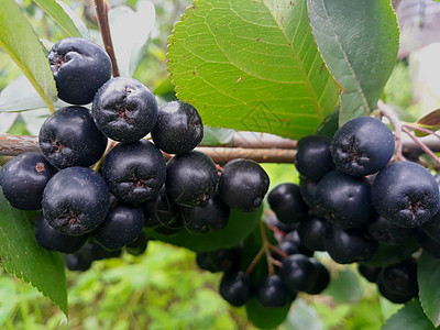 树枝上的花朵浆果黑色乡村饮食水果衬套团体村庄植物花园叶子图片