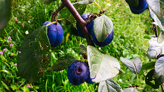 蓝色成熟的梅子在树枝上 有叶子农业果树紫色照片生食果园家养团体果子食物图片