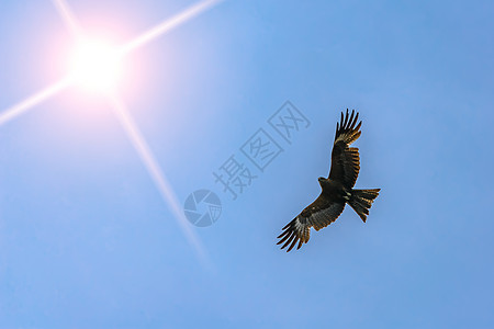 沙漠鹰在天空中飞翔 在明亮的天空和明耀的太阳下寻找猎物图片