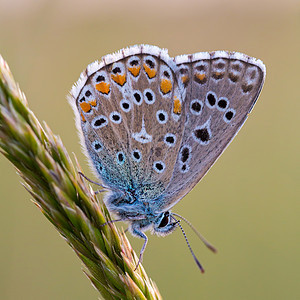 紧贴一只美丽的蝴蝶蓝色公文 波丽棕色动物群晴天叶子翅膀昆虫绿色眼虫宏观背景图片