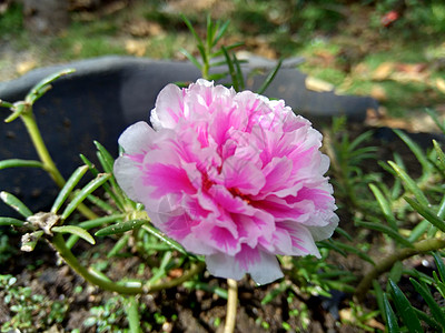 天然本底的白花朵宏花叶子花瓣热带花园生长大花栽培花卉紫色图片