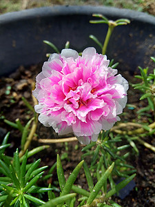 天然本底的白花朵季节植物宏花花卉花瓣叶子植物学栽培生长大花图片