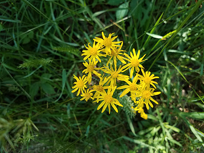 绿色绿草和有黄色花花瓣的植物背景图片
