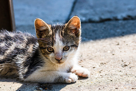 可爱的小猫咪紧贴近 坐在外边玩小猫眼睛说谎猫科动物猫咪宠物爪子毛皮婴儿图片