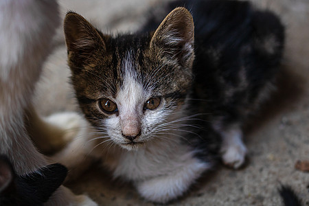 可爱的小猫咪紧贴近 坐在外边玩眼睛婴儿猫科宠物动物说谎爪子小猫毛皮猫咪图片