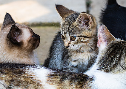 可爱的小小猫 坐着或玩的室外格动物猫科猫咪毛皮宠物婴儿爪子小猫咪小猫说谎图片