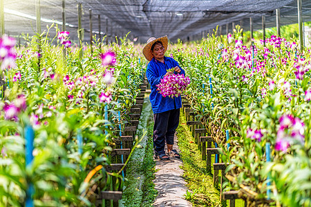 亚洲兰花园艺种植和采摘的亚洲园艺员 t图片