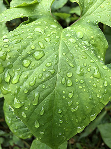 秋季有雨滴的绿叶叶图片