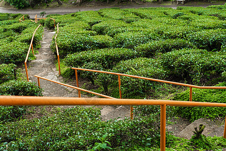卡梅伦谷茶叶种植园 高地的绿色山丘农场女性风景农田热带旅行太阳收成女士农业图片