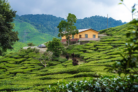茶叶种植园卡梅伦谷 马来西亚高地的绿色山丘 茶叶生产 青茶绿灌木热带农村收成女性花园女士爬坡农场太阳农田图片