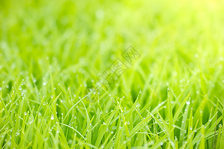 雨刮片清晨 稻苗叶上露水滴子农田饮食金子叶子植物收成场地培育太阳农业背景