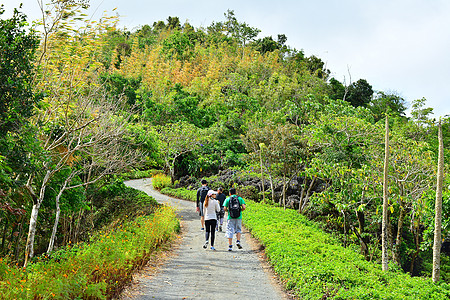 在两边有树和树叶的通道储备民众途径旅游绿色小路地质旅行叶子公园图片