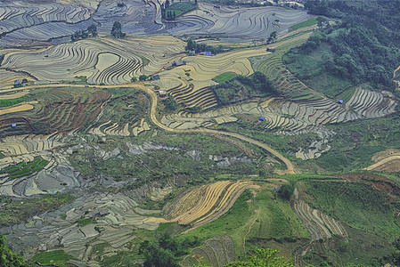 越南老ai省Bat Xat的Y Ty 水拉水季节美丽的梯田稻田水牛山脉旅行栽培播种种植少数民族农业准备水稻图片