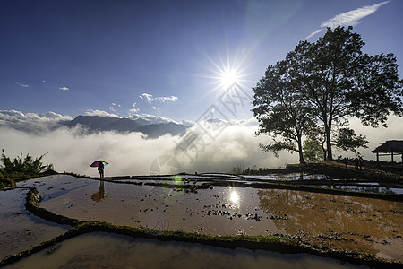 悲惨田间水稻田地风景与道路及大树在耕作准备播种浇水山脉阳台季节少数民族灌水旅行背景