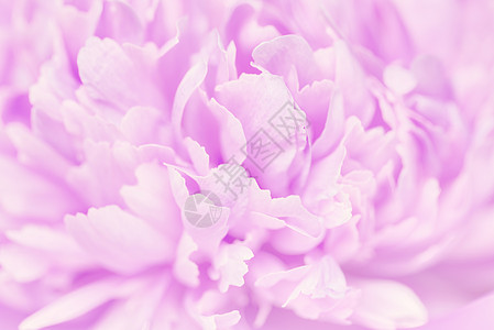 焦点模糊的粉粉花瓣背景婚礼红色紫色粉色白色植物群粉红色图片