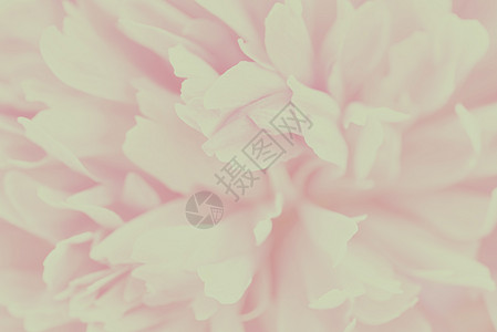 焦点模糊的粉粉花瓣粉色红色背景白色粉红色背景图片
