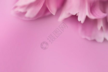 焦点模糊的粉粉花瓣粉色粉红色白色红色背景图片