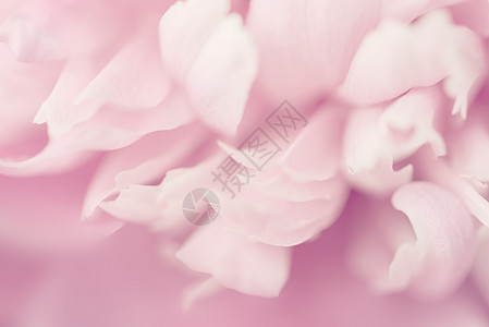 焦点模糊的粉粉花瓣粉红色背景红色白色粉色图片