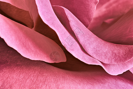 缝合玫瑰花瓣背景图片