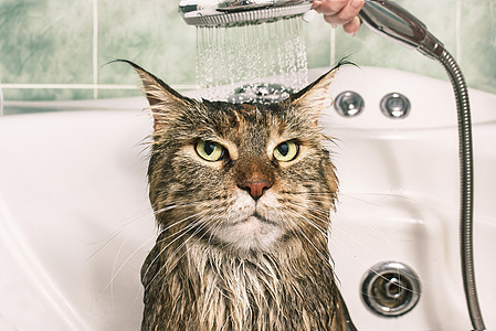 湿猫在浴缸里乐趣动物淋浴小猫洗澡宠物浴室打扫卫生图片