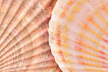 贝壳背景壳类鲍鱼海洋贝类尖刺图片
