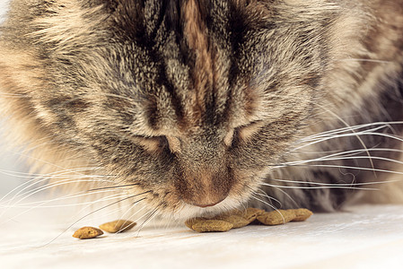 闭口吃猫猫咪动物虎斑营养晶须猫科食物小猫宠物毛皮图片