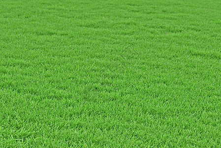 绿草背景高尔夫球沥青院子牧场场地公园生态草地土地绿色图片