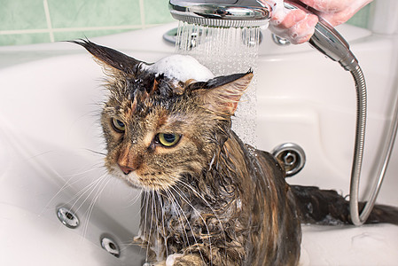 湿猫在浴缸里卫生打扫动物洗澡乐趣小猫淋浴哺乳动物宠物浴室图片