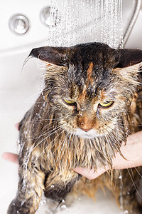 湿猫在浴缸里乐趣浴室哺乳动物打扫小猫淋浴宠物卫生动物猫科图片