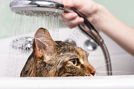 湿猫在浴缸里打扫宠物乐趣猫科浴室哺乳动物卫生小猫动物淋浴图片