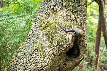 一只黑鼠蛇割向一个空洞的树屋图片