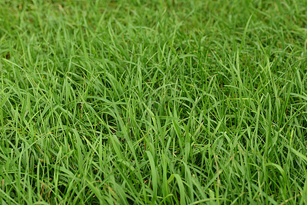 绿草草地植物草原花园土地绿色植物群生长地面图片