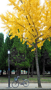日本大阪城公园秋天的黄叶树和小旧自行车季节森林公园旅行橙子黄色地面叶子绿色车轮背景