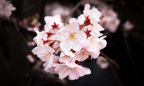 真正的粉红樱花或樱花特配植物花瓣墙纸花朵花园季节压痛枝条宏观植物学图片