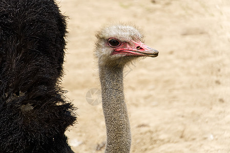 一只近距离接近的食人动物的肖像 斯特里希头目斯图提奥骆驼鸵鸟男性头发羽毛野生动物养殖场荒野动物园脖子农场图片
