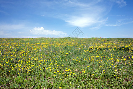 在美丽的天空下 有绿色草地和许多黄色花朵的景观 风云在夏日图片