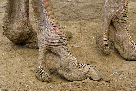 Ostrich Leg在沙子上贴近 脚踩地板荒野皮肤蜥蜴动物脖子速度爪子骆驼动物群动物园图片