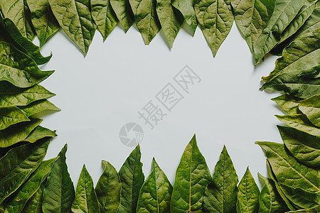 白色背景周围的绿色叶叶子图片