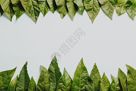 白色背景的顶部和底部绿色叶子图片