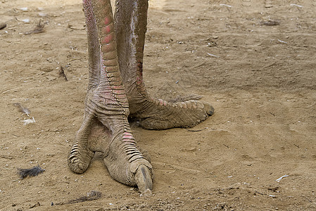 Ostrich Leg在沙子上贴近 脚踩地板女性鸵鸟动物园荒野野生动物生活爪子农场手指动物图片