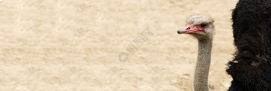一只近距离接近的食人动物的肖像 斯特里希头目斯图提奥骆驼羽毛旅行鸟类微笑鸟舍动物园荒野好奇心头发野生动物图片