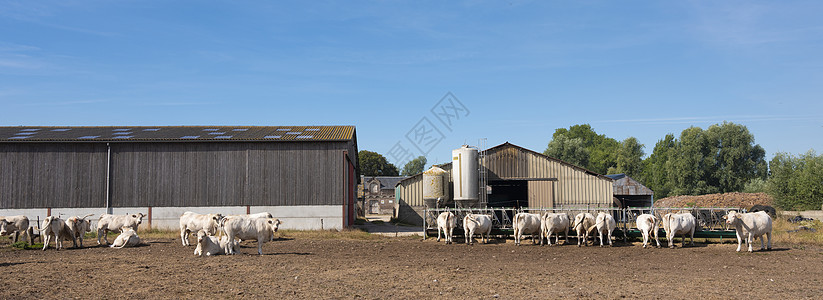 白奶牛和法国规范地布洛根附近的旧农场晴天牛奶哺乳动物奶牛农业奶制品牛肉环境天空风景图片