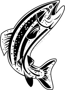 哥伦比亚河红带鳟鱼 内陆红带鳟鱼或内陆红带鳟鱼复古黑白图片