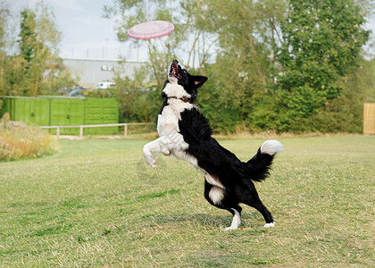黑白山羊在草地上玩耍和跳跃犬类友谊小狗修饰动物运动宠物伴侣哺乳动物朋友图片