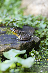 一只青蛙坐在一个花园池塘中的岩石上 周围环绕着绿叶子枝条眼球绿色环境黄色树叶眼睛苔藓背景图片