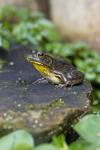 一只青蛙坐在一个花园池塘中的岩石上 周围环绕着绿叶子眼睛树叶苔藓眼球环境绿色黄色枝条背景图片