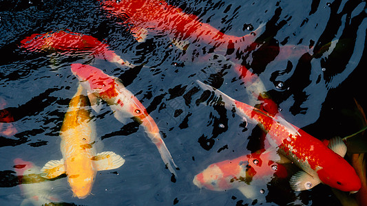 美丽而多彩的日本小鱼游泳动物橙子宠物野生动物金子水池爱好情调异国图片