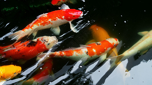 美丽而多彩的日本小鱼异国鲤鱼橙子游泳宠物情调金鱼爱好花园金子图片