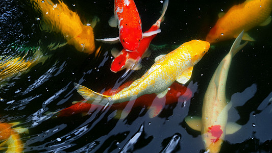 美丽而多彩的日本小鱼爱好游泳金子异国野生动物橙子动物鲤鱼废话花园图片