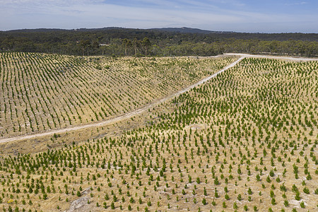 澳大利亚区域的一个松树农场的空中观视情况环境叶子森林树木风景木头衬套地区性线条公园图片